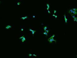 Invitrogen AdoHcyase 2 Polyclonal Antibody 100 &mu;L; Unconjugated:Antibodies,