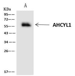 Invitrogen AdoHcyase 2 Polyclonal Antibody 100 &mu;L; Unconjugated:Antibodies,