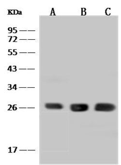 Invitrogen BNIP1 Polyclonal Antibody 100 &mu;L; Unconjugated:Antibodies,