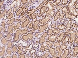 Invitrogen SBCAD Polyclonal Antibody 100 &mu;L; Unconjugated:Antibodies,