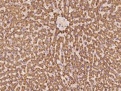 Invitrogen SBCAD Polyclonal Antibody 100 &mu;L; Unconjugated:Antibodies,