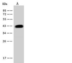 Invitrogen SBCAD Polyclonal Antibody 100 &mu;L; Unconjugated:Antibodies,