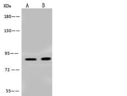 Invitrogen BRSK1 Polyclonal Antibody 100 &mu;L; Unconjugated:Antibodies,