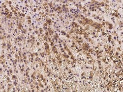 Invitrogen IFT20 Polyclonal Antibody 100 &mu;L; Unconjugated:Antibodies,