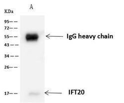 Invitrogen IFT20 Polyclonal Antibody 100 &mu;L; Unconjugated:Antibodies,