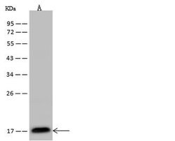 Invitrogen IFT20 Polyclonal Antibody 100 &mu;L; Unconjugated:Antibodies,