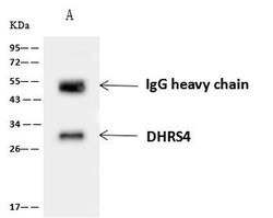 Invitrogen DHRS4 Polyclonal Antibody 100 &mu;L; Unconjugated:Antibodies,