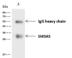 Invitrogen SHISA5 Polyclonal Antibody 100 μL; Unconjugated:Antibodies,