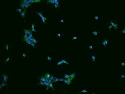 Invitrogen SPAG16 Polyclonal Antibody 100 μL; Unconjugated:Antibodies,