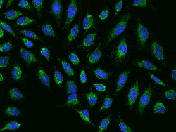 Invitrogen NDUFB7 Polyclonal Antibody 100 &mu;L; Unconjugated:Antibodies,