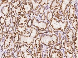 Invitrogen NDUFB7 Polyclonal Antibody 100 &mu;L; Unconjugated:Antibodies,