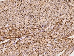 Invitrogen NDUFB7 Polyclonal Antibody 100 &mu;L; Unconjugated:Antibodies,