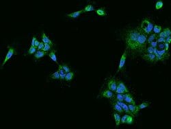 Invitrogen PECR Polyclonal Antibody 100 &mu;L; Unconjugated:Antibodies,