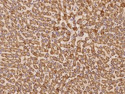 Invitrogen PECR Polyclonal Antibody 100 &mu;L; Unconjugated:Antibodies,