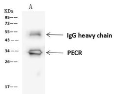 Invitrogen PECR Polyclonal Antibody 100 &mu;L; Unconjugated:Antibodies,