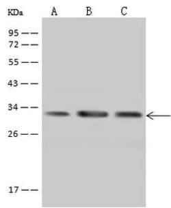 Invitrogen PECR Polyclonal Antibody 100 &mu;L; Unconjugated:Antibodies,