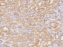 Invitrogen MAP7 Polyclonal Antibody 100 &mu;L; Unconjugated:Antibodies,