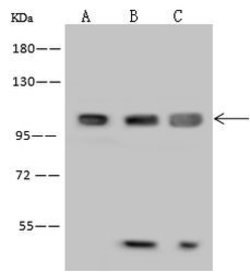 Invitrogen MAP7 Polyclonal Antibody 100 &mu;L; Unconjugated:Antibodies,