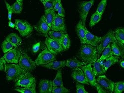 Invitrogen PABPC4 Polyclonal Antibody 100 &mu;L; Unconjugated:Antibodies,