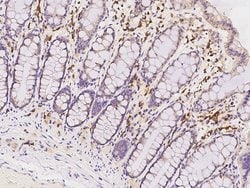 Invitrogen PABPC4 Polyclonal Antibody 100 &mu;L; Unconjugated:Antibodies,