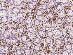 Invitrogen PABPC4 Polyclonal Antibody 100 &mu;L; Unconjugated:Antibodies,