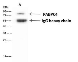 Invitrogen PABPC4 Polyclonal Antibody 100 &mu;L; Unconjugated:Antibodies,