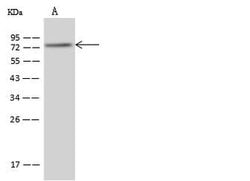 Invitrogen PABPC4 Polyclonal Antibody 100 &mu;L; Unconjugated:Antibodies,