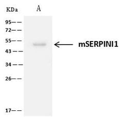 Invitrogen Neuroserpin Polyclonal Antibody 100 &mu;L; Unconjugated:Antibodies,
