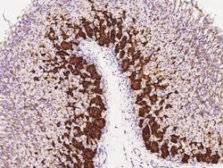 Invitrogen CRELD2 Polyclonal Antibody 100 &mu;L; Unconjugated:Antibodies,