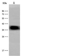 Invitrogen CRELD2 Polyclonal Antibody 100 &mu;L; Unconjugated:Antibodies,