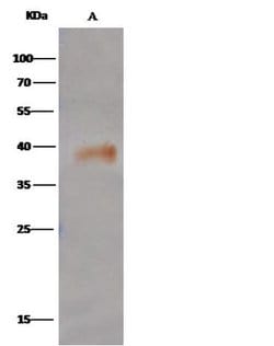 Invitrogen LGMN Polyclonal Antibody 100 &mu;L; Unconjugated:Antibodies,