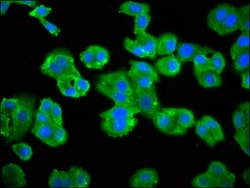 Invitrogen GRK3 Polyclonal Antibody 100 &mu;g; Unconjugated:Antibodies,