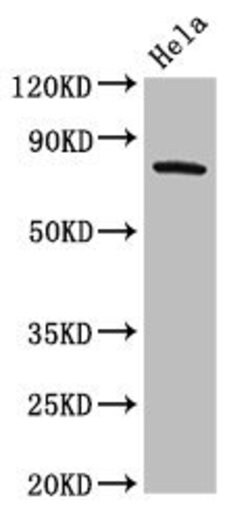 Invitrogen GRK3 Polyclonal Antibody 100 &mu;g; Unconjugated:Antibodies,