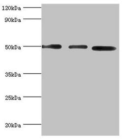 Invitrogen ADSS Polyclonal Antibody 100 &mu;L; Unconjugated:Antibodies,