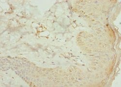 Invitrogen AGPAT2 Polyclonal Antibody 100 &mu;L; Unconjugated:Antibodies,