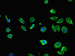 Invitrogen AIM2 Polyclonal Antibody 100 &mu;g; Unconjugated:Antibodies,