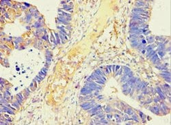 Invitrogen alpha Amylase 2B Polyclonal Antibody 100 μL; Unconjugated:Antibodies,