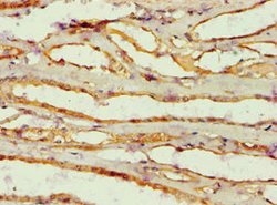 Invitrogen alpha Amylase 2B Polyclonal Antibody 100 μL; Unconjugated:Antibodies,