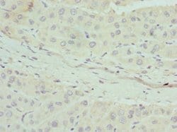 Invitrogen Apolipoprotein M Polyclonal Antibody 100 μL; Unconjugated:Antibodies,