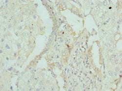 Invitrogen Apolipoprotein M Polyclonal Antibody 100 μL; Unconjugated:Antibodies,