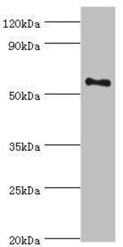 Invitrogen BLK Polyclonal Antibody 100 &mu;L; Unconjugated:Antibodies,