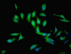 Invitrogen C1GALT1C1 Polyclonal Antibody 100 &mu;L; Unconjugated:Antibodies,