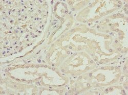Invitrogen C1GALT1C1 Polyclonal Antibody 100 &mu;L; Unconjugated:Antibodies,