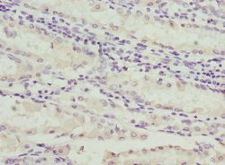 Invitrogen C1GALT1C1 Polyclonal Antibody 100 &mu;L; Unconjugated:Antibodies,