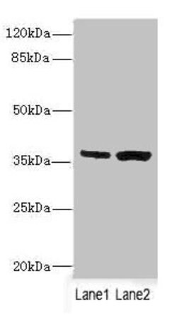 Invitrogen C1GALT1C1 Polyclonal Antibody 100 &mu;L; Unconjugated:Antibodies,