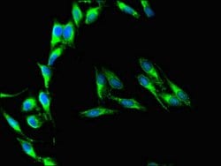 Invitrogen CD37 Polyclonal Antibody 100 &mu;g; Unconjugated:Antibodies,