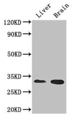 Invitrogen CD37 Polyclonal Antibody 100 &mu;g; Unconjugated:Antibodies,