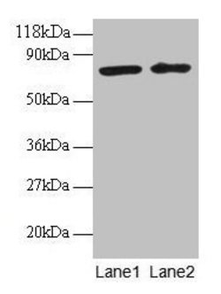 Invitrogen BLOC1S1 Polyclonal Antibody 100 &mu;g; Unconjugated:Antibodies,