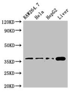 Invitrogen CDX4 Polyclonal Antibody 100 &mu;g; Unconjugated:Antibodies,