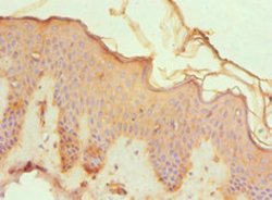 Invitrogen LZIP Polyclonal Antibody 100 &mu;L; Unconjugated:Antibodies,
